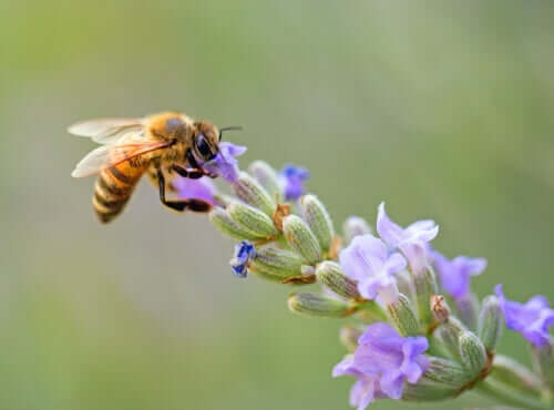 7 Kuriositäten über Bienen: Einfach faszinierend!