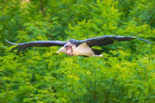 Afrikanischer Marabu im Flug