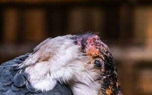 Afrikanischer Marabu: wichtiger Aasfresser für das Ökosystem