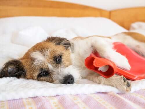 Bauchschmerzen bei Hunden: Anzeichen und Symptome