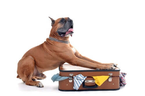 Bestimmungen für das Reisen mit Hunden ins Ausland