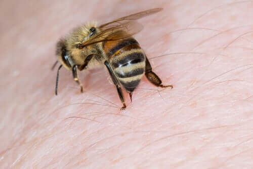 Bienen sind friedlich