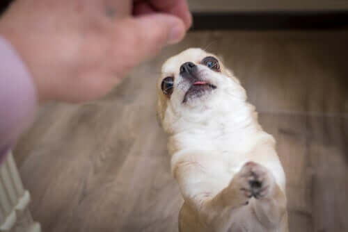 Chihuahua will sein Leckerli