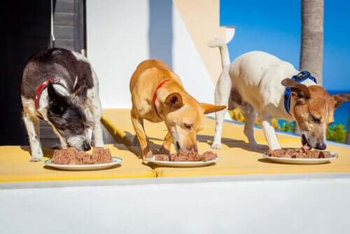 Drei Hunde schlemmen