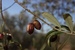 Eigenschaften von Olivenblättern als Antibiotikum für Hunde?