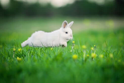 Ein Kaninchen braucht Bewegung