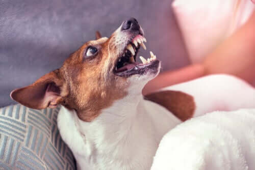 Einen aggressiven Hund umerziehen