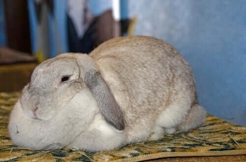 Fettleibigkeit bei Kaninchen: Symptome und Ursachen