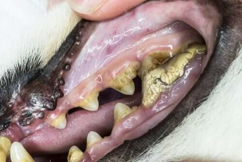 Ältere Hunde leiden oft unter Zahnproblemen