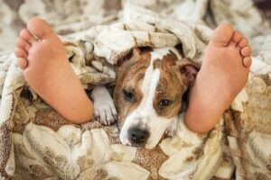 Haustier im Bett: Ist das sicher?