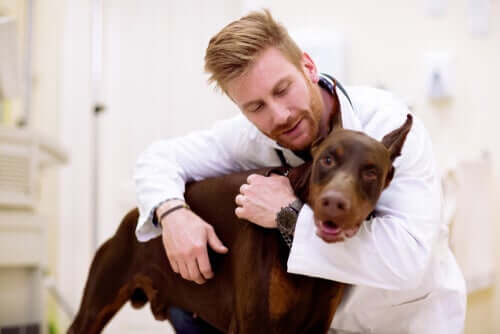 Hund beim Tierarzt