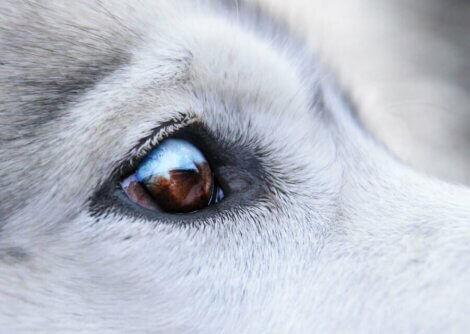 Behandlungen für Hunde, die Warzen um die Augen haben
