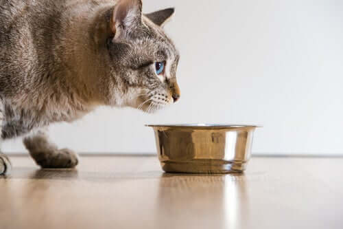 Wie lange kann eine Katze ohne Futter überleben?