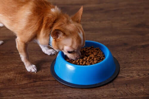 Kleiner Hund großer Hunger