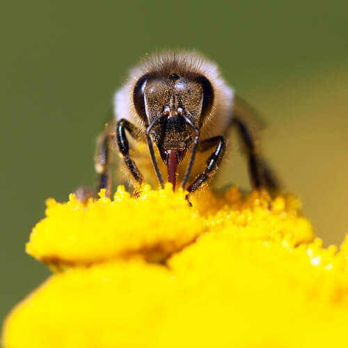 Kuriositäten über Bienen
