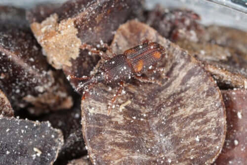 Maiskäfer: Sitophilus zeamais