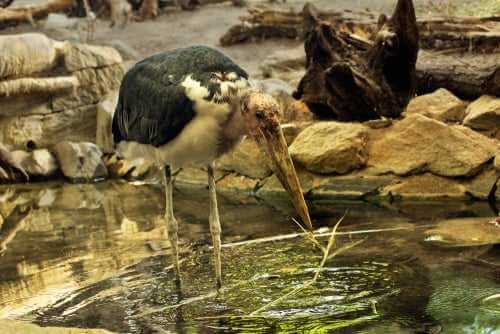 Marabu beim Fischen