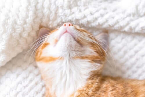 Mieze im Bett