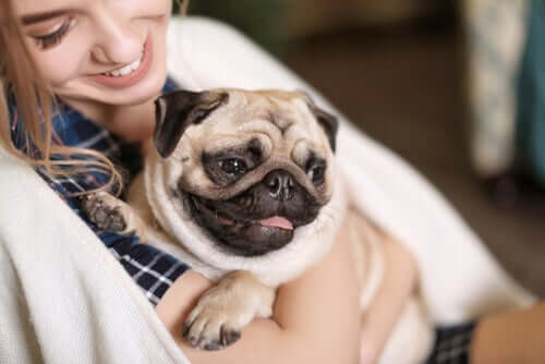 Der Mops gehört zu den geselligsten Hunderassen
