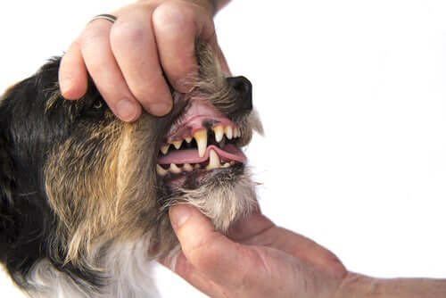 Ursachen für Mundgeruch beim Hund Deine Tiere