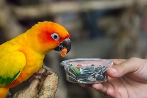 Papagei frisst Samen