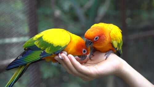 Papageien fressen Futter aus der Hand