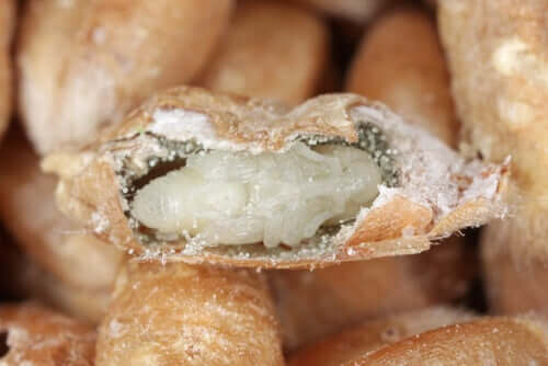 Puppe vom Kornkäfer