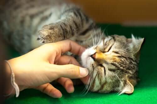 Schmusekater lässt sich von seinem Menschen verwöhnen
