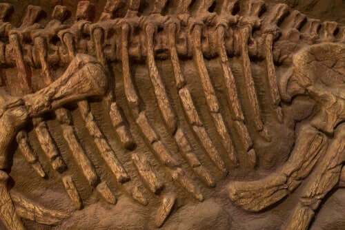 Fossile Skelettreste