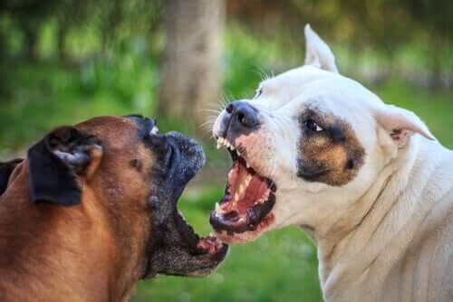 Streitende Hunde