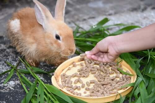 Trockenfutter fürs Kaninchen