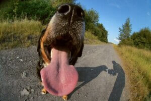 Ursachen für Mundgeruch beim Hund