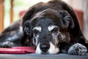 Ursachen für Muskelschwund bei Hunden