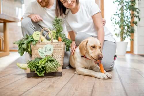 Vegane Haustiere: Hunde