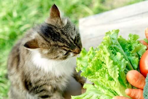 Vegane Haustiere: Katzen