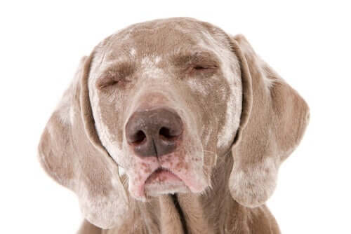 Vitiligo bei Hunden: woraus besteht die Krankheit und welche Symptome gibt es?
