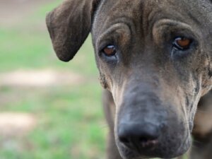 Weinen Hunde eigentlich wie Menschen?