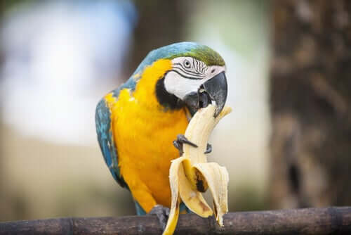 Welche Nahrung kann ich meinem Papagei füttern?