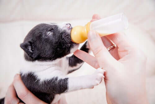 Welpchen bekommt die Flasche