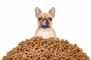 Wie man am besten die Futterportionen für den Hund berechnet