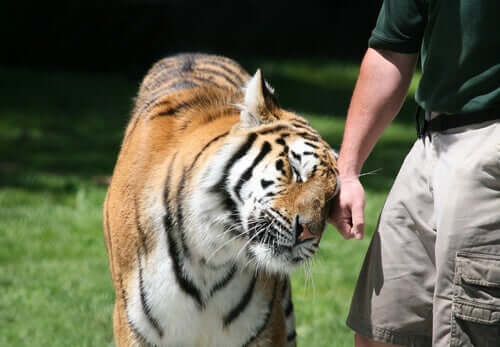Zusammenleben mit wilden Raubtieren: Tiger