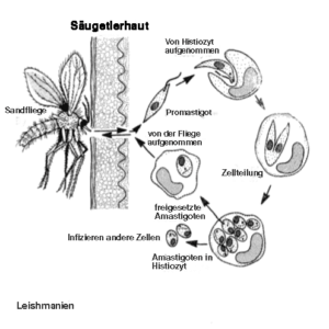 Einzeller-Parasiten