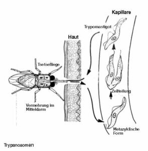 Einzeller-Parasiten-Trypanosoma