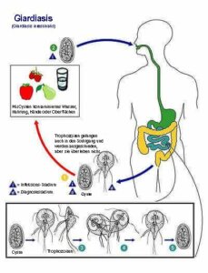 EInzeller-Parasiten - Abbildung Lebenszyklus