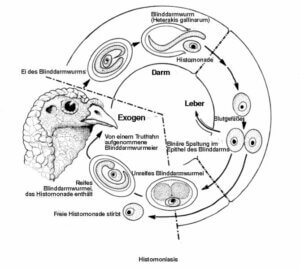 Einzeller-Parasiten - Übertragunszyklus