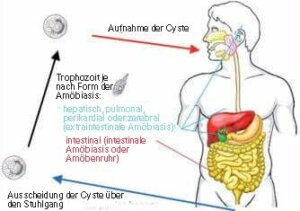 Einzeller-Parasiten - Amöben