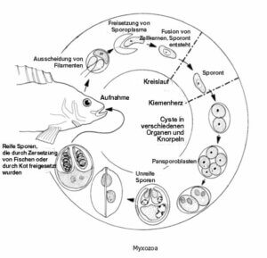 Einzeller-Parasiten beim Fisch