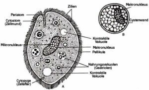 Einzeller-Parasiten - Darstellung