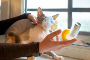 Atembeschwerden bei Katzen: Ursachen und Symptome