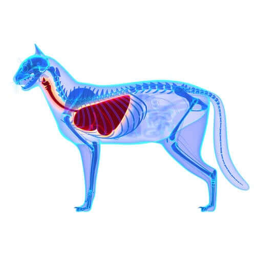 Atembeschwerden bei Katzen